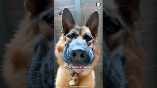 German Shepherd 🐶 What To Expect As A New Owner!