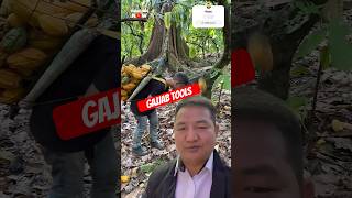 Amazing fruit picking tools #agritools #fruit #farming #youtubeshorts