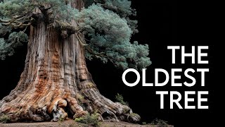 What Trees Know That We’ve Forgotten