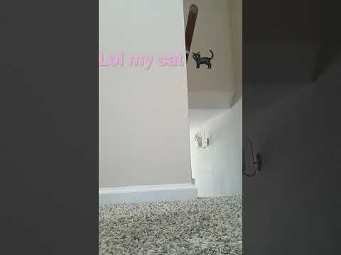cute lol hahaha #lovekittycat