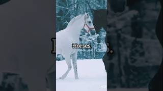 The Most Majestic Creatures#horse #horseriding #horses #majestic#CherriiGloss