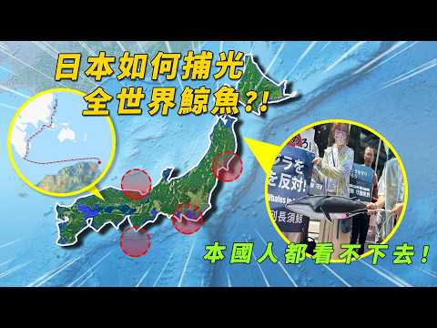 捕光本土海域，就跑到15000公里外的南极，日本要把全世界的鲸鱼捕绝吗？宁可每年倒贴50亿也不放弃?!#有點東西 #日本#捕鲸