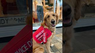 Why My Service Dog Doesn’t Always Wear Her Vest 🦮 #servicedog #goldenretriever