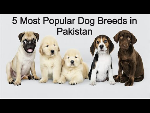 Top 5 Breeds Of Dogs In Pakistan | Breeds Dog In World | Imported Dog In Pakistan