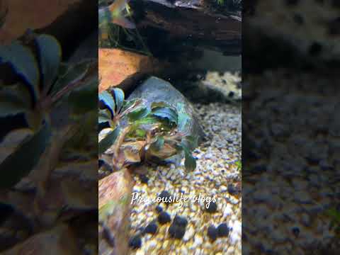 Newly planted Red Dragonfly Bucephalandra #aquascapegallery #aquascaping #fishtank
