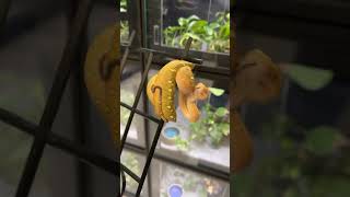 What a stunning baby green tree python! #myphilosophywithsocratis #snakes