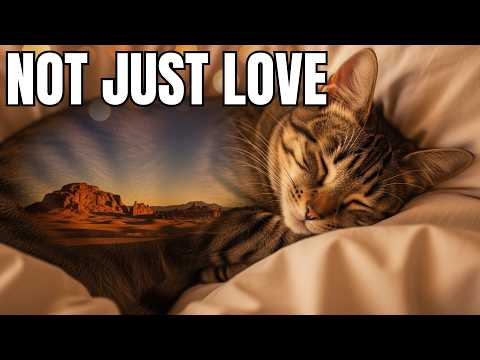 Your Cat Sleeps On You For THIS Reason
