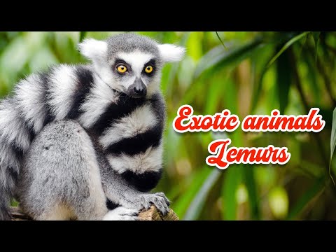 Captivating Lemurs - Discover the Rare and Exotic Animal of Madagascar