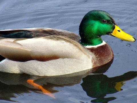 Livestream von J&L EPIC DUCK Team