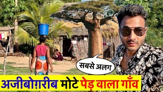 Rural Village of Madagascar In Africa with Iconic Baobab Trees मोटे मोटे पेड़ वाला गाँव ।