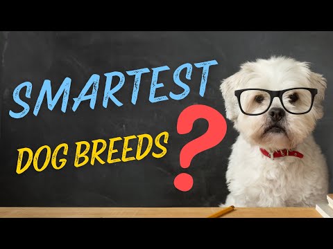 🐶Top 10 Smartest Dog Breeds in the World