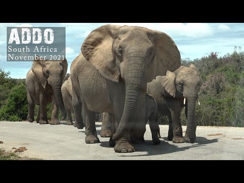 ADDO - SOUTH AFRICA- SELF DRIVE TRIP 2021