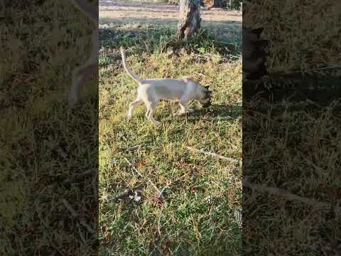 Presa Canario puppy playing #puppy#puppylife#presacanario#presacanariopuppies