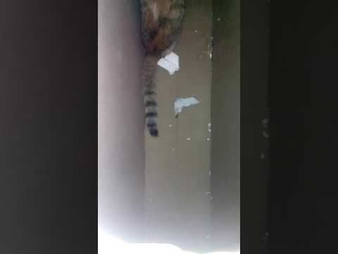 My cat
