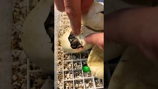 🐍4 More Hatching🧪#everydaymay #molinarosnakelab #shorts #royalpython #ballpythonbreeder  #reptiles