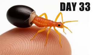 The Assassin Bug Is Born — From Egg to Tiny Predator