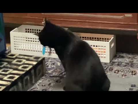 Gracie VS feathers…flea wins.