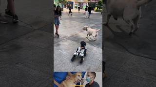 Funny Robot #shorts #youtubeshorts #ytshorts #robot