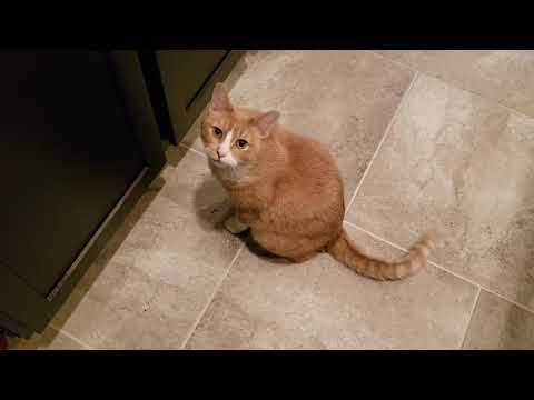 Rex Meow 1
