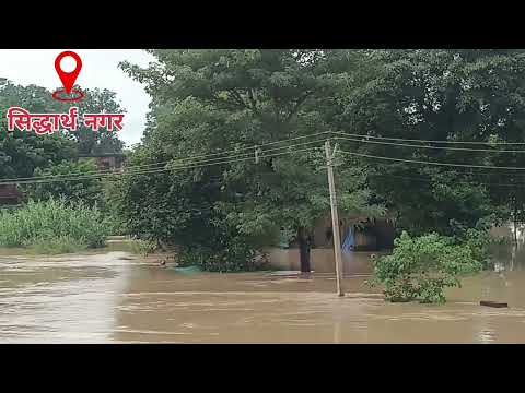 Siddharthnagar में बाढ़: एक भयानक सच ll Siddharth nagar flood