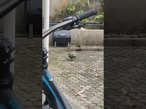 Common Emerald Dove