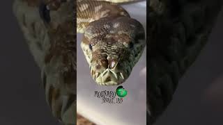 🐍Snake Facts!🧪#molinarosnakelab #snake #reptiles #moreliabredli #pythons #snakeeggs #snakebreeding