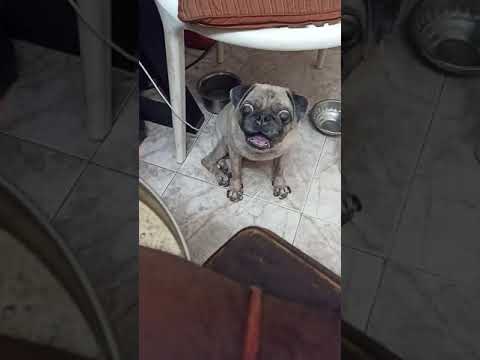 Old Rescued Dog Showing Her Bowl And Demanding Food 🤷🏾‍♂️ Noisy Dog In The Family 😂