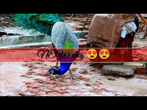 my new vlog 😍🦚|my village life style|