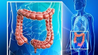 Colon Function In Digestive System