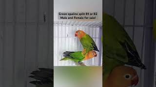 For sale! #business #forsale #lovebird #lovebirdmania #viral #trending #lovebirdsofinstagram #viral