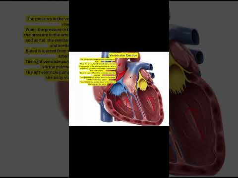 Cardiac Cycle: Ventricular Ejection #heart #hearthealth #anatomy #physiology #humanbody #study