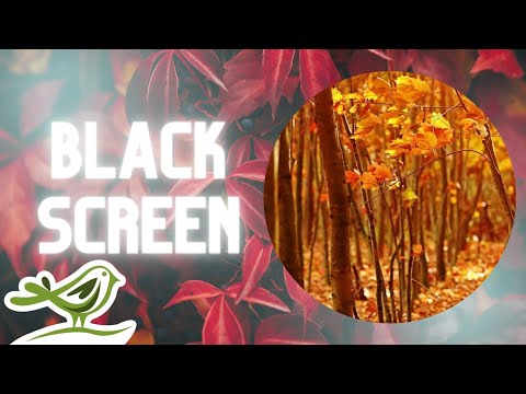 [NO ADS] Fall Asleep Fast | Sleep Music & Black Screen by Peder B. Helland