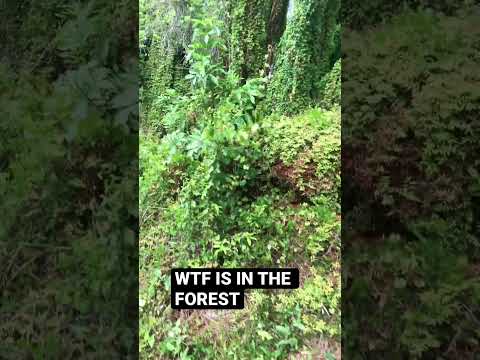 I saw this in the forest