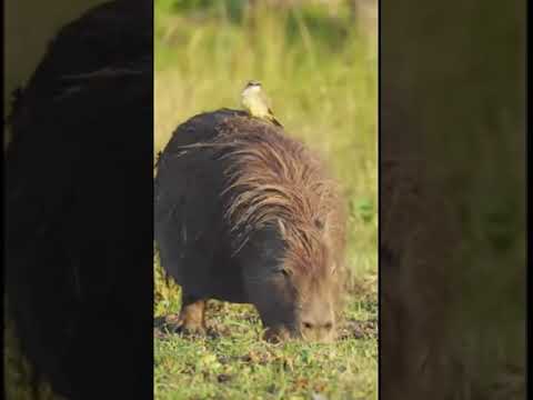 An Ohioan that thinks that a Capybara is their whole world be like: