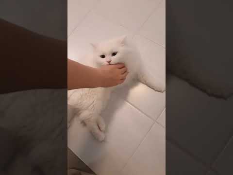 Cat attacc