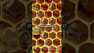 How Do Bees Make Honey? It's Sweeter Than You Think! #science #bees #honey #nature