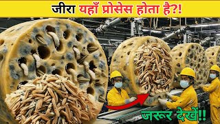 भारत की जीरा फैक्ट्री के अंदर – Jeera Kaise Process Hota Hai Step by Step