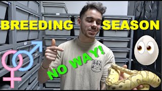 2022 Ball Python Breeding Season! + New Series How to Breed ball Pythons!