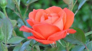 Relaxing Video | Meditation Video | Music for soul