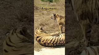 Tigers Arguing #savethetigers
