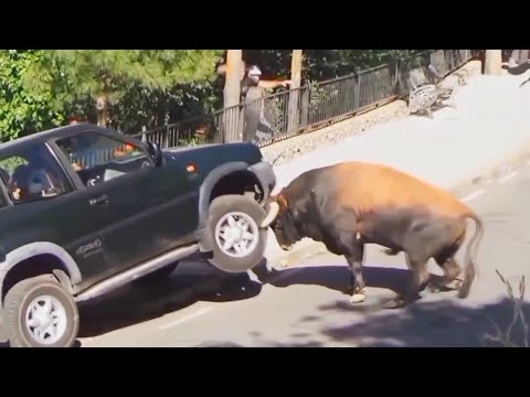Damn Nature You Scary | Funny Scary Animal Encounters 😱 #1