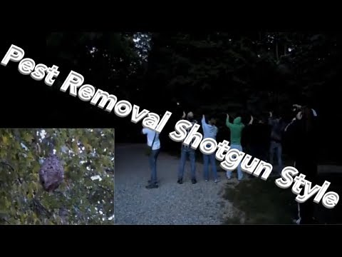 How to remove bees, wasps, hornets, or yellow jackets with shotguns