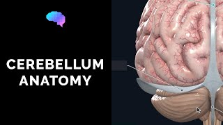 Anatomy of the Cerebellum (3D Anatomy Tutorial) | UKMLA | CPSA | PLAB 2