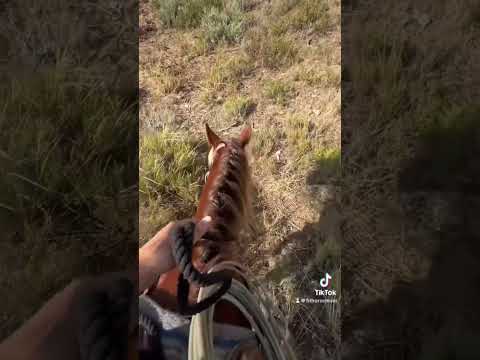 Escape reality and cowgirl with me! #horse #horseride #horsegirl #horseriding #horizon #horseback