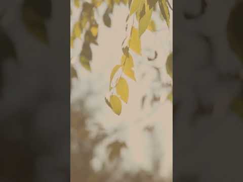 [VideoBackground] Teaser - leaves in the Wind tinted 001- NO AUDIO