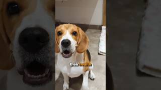 If it was upto me, Beagles would have lived forever!