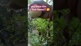 How to grow guava fruit #propagate_guava_tree #gardening