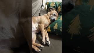 Chika is just chilling on the pillow🐕🐶😴❤️😌