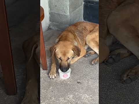 Water for the dogs #dogs #balidog #animalcare
