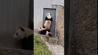 We are a team - Pandagram